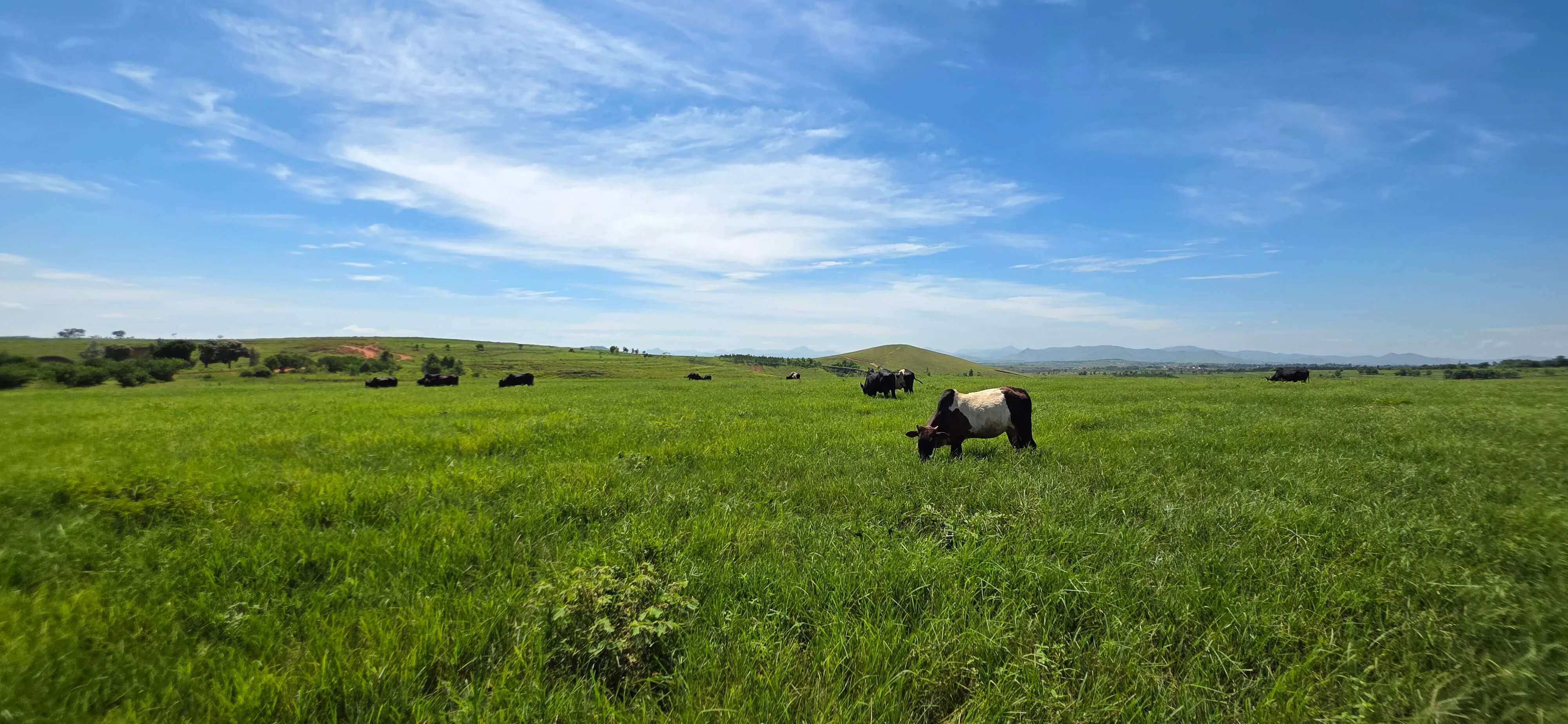 Zébu dans une prairie ensoleillée - AIM