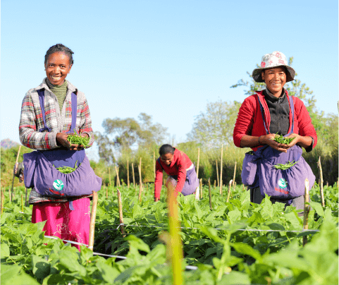 Crédit photo : LECOFRUIT - BASAN - Agricultrices de haricots verts