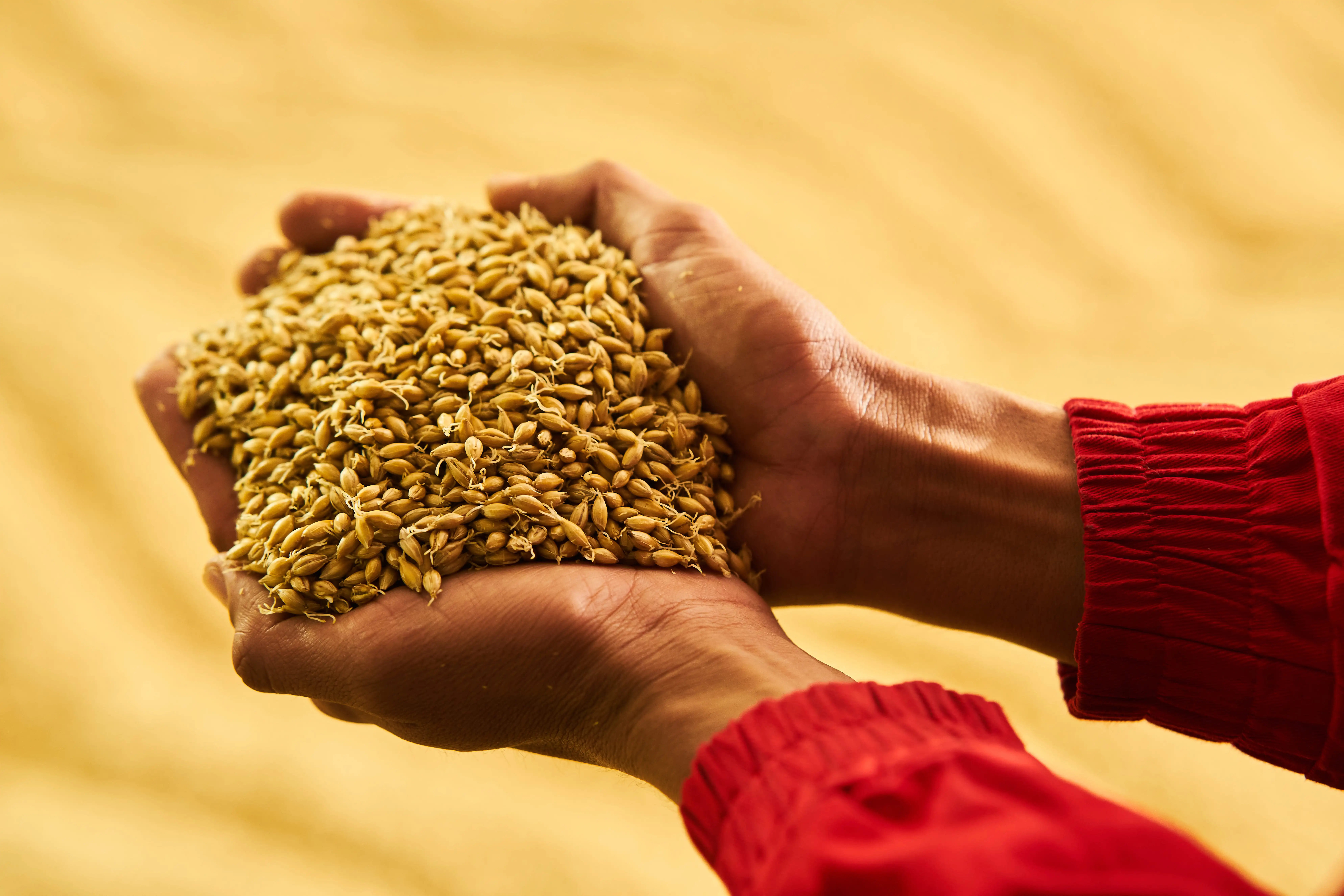 Crédit photo : STAR - Grains d‘orges